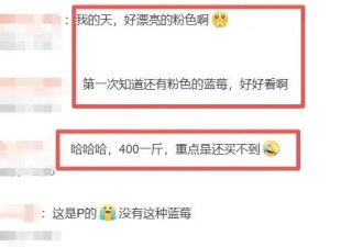 “粉色蓝莓”火出圈 一斤400元！引发网友热议