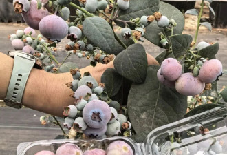 “粉色蓝莓”火出圈 一斤400元！引发网友热议
