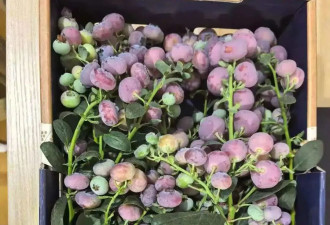 “粉色蓝莓”火出圈 一斤400元！引发网友热议