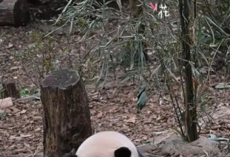 导游讲解称网红大熊猫是残疾 游客不满当场报警