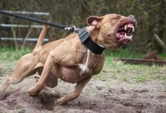 蒙特利尔烈犬越来越多，去这三个区要格外小心！