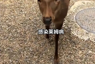 西班牙25岁芭蕾舞演员赴日旅游 摸完奈良鹿后瘫痪