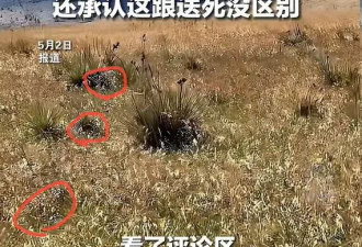 女子被AI误导闯入美国响尾蛇窝 AI郑重道歉：这跟送死没区别