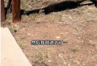 中国女博主被AI误导 闯入响尾蛇窝....