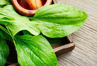 路边“野草”好处多 但这3类人别乱用