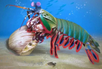 海底"拳王"太猛!俄男子被螳螂虾击中痛到无法行走