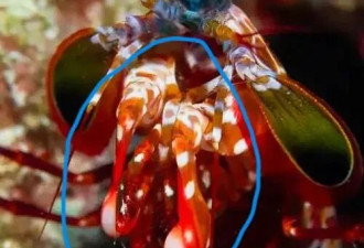 海底"拳王"太猛!俄男子被螳螂虾击中痛到无法行走