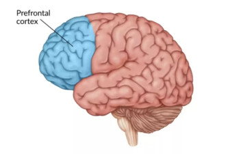 三位神经科学研究者：年轻人的脑子太累了