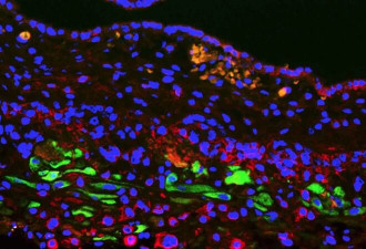 科学家发现人类神秘细胞 只在生命特定时刻出现