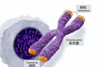 看起来比同龄人年轻10岁? 诺奖得主揭衰老真相