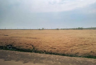 我在俄罗斯种大豆：去年种了1200亩大豆