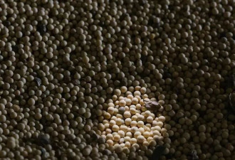 我在俄罗斯种大豆：去年种了1200亩大豆