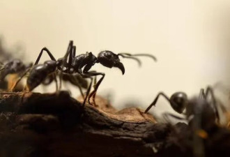 蚂蚁进屋学问大！赶紧看：这意味着什么？如何判断？怎样清除？