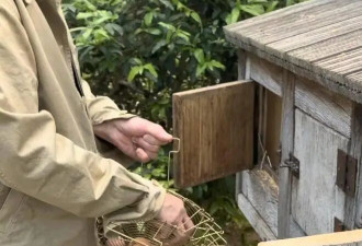 刘嘉玲晒法国生活日常 梁朝伟打扮似农夫 提篮专注捡鸡蛋真接地气