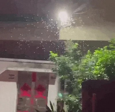 关窗! 关灯! 深圳多地突然大量出现 头皮发麻