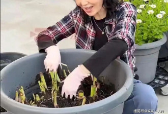 61岁张曼玉素颜刨土收芋头，自称城市农夫已七年，她把一生活成了诗