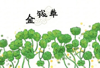 可以养生的“长寿草” 癌患煮水喝身体变好了