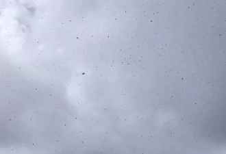 武功山景区遭“臭屁虫”围攻 游客调侃“张嘴能吃饱”
