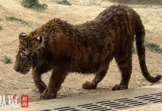老虎又瘦又脏、走路打晃，景区：不存在虐待