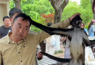 上海野生动物园猴子与饲养员互薅头发视频走红