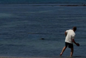 富商游客砸海豹还自称有钱？当场被暴打并遭起诉