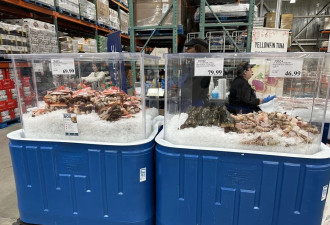 Costco海鲜路演杀到万锦！龙虾拼盘、帝王蟹、刺身金枪鱼火了