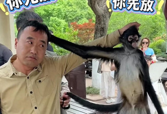 谁先松手谁是狗!上海一蜘蛛猴与饲养员互薅头发