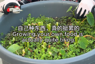 张曼玉香港豪华天台曝光，法国的花园更大气