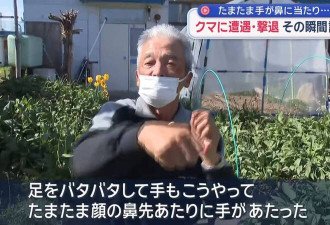 狂！日本78岁男子“一拳KO”击退棕熊