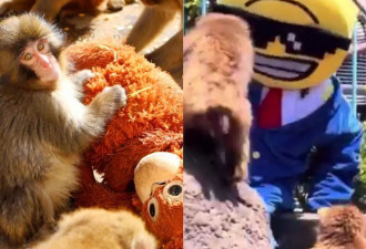 美籍男穿诡异布偶装硬闯小猴Panchi猴山 吓坏猴群 网众怒