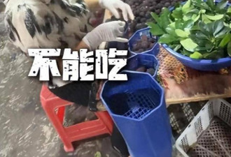 泡8000倍甜味剂！这水果塌房， 工人：我不敢吃