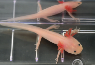 人类暗藏再生能力 科学家找到关键基因