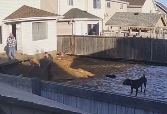加国11岁男童被两只恶犬咬死 庭审曝细节！