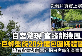 惊人！“蜜蜂龙卷风”袭白宫 记者仓皇逃命
