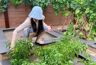 张馨予晒出家居生活，凭一菜园子圈粉百万