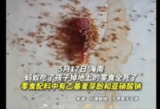 小孩吃的手撕肉干碎渣掉地上 蚂蚁吃完集体死亡
