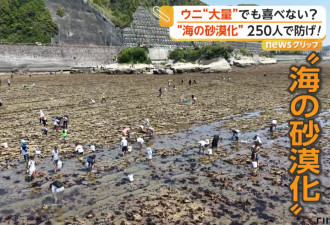 海胆过多 海洋沙漠化 神奈川250人狂捡海胆救海藻