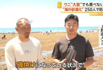 海胆过多 海洋沙漠化 神奈川250人狂捡海胆救海藻