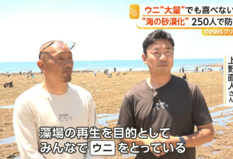 海胆过多 海洋沙漠化 神奈川250人狂捡海胆救海藻