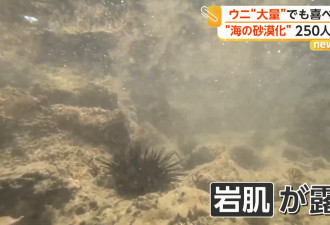 海胆过多 海洋沙漠化 神奈川250人狂捡海胆救海藻