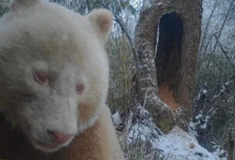 画面极其珍贵:全球唯一野生白色大熊猫长大了