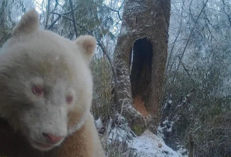 画面极其珍贵:全球唯一野生白色大熊猫长大了