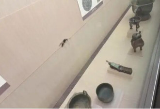 台北故宫博物院展柜里出现蚂蚁，馆方预防性卸展