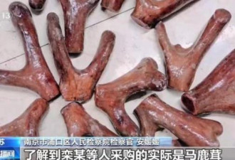 央视揭强卖鹿茸 价格从50变6000 大爷不买被踹翻