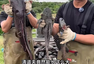 多名网红齐上阵捕捞入侵鱼类，“清道夫”要凉凉了？