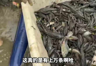 多名网红齐上阵捕捞入侵鱼类，“清道夫”要凉凉了？