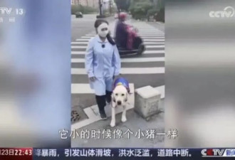 西安申领的导盲犬在天津办不了狗证 公安让找残联