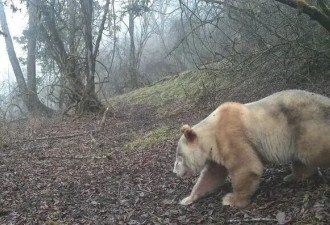 画面极其罕见：全球唯一野生白色大熊猫长大了