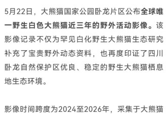 画面极其罕见：全球唯一野生白色大熊猫长大了