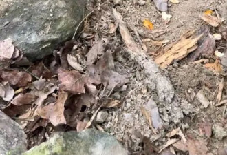 男子救下的野猪变身“挖笋雷达” 每年为他创收12万元
